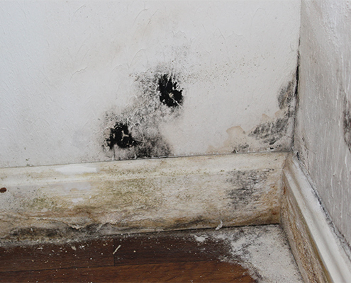 Patches of black mold on a white wall in a home